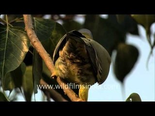 Yellow-legged Green Pigeon