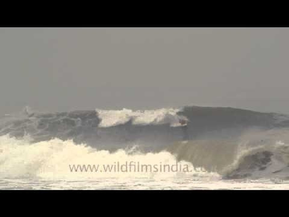 Surfing Indonesia