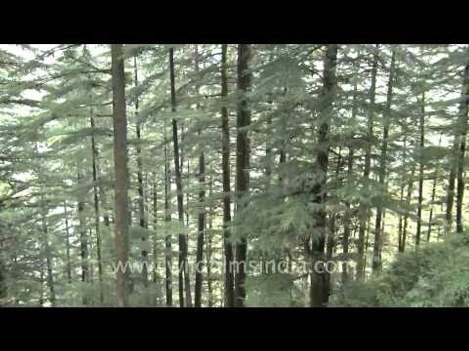 Deodar trees, Landour