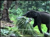 Elephant Camp in South india