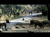 Wild boar in Sariska National Park