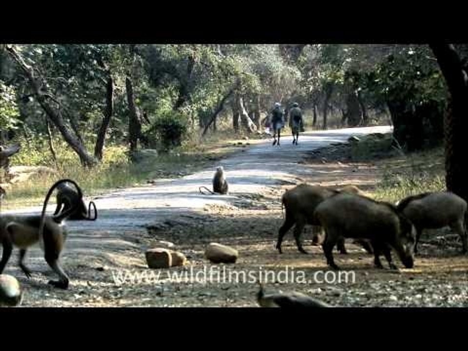 Wild boar in Sariska National Park