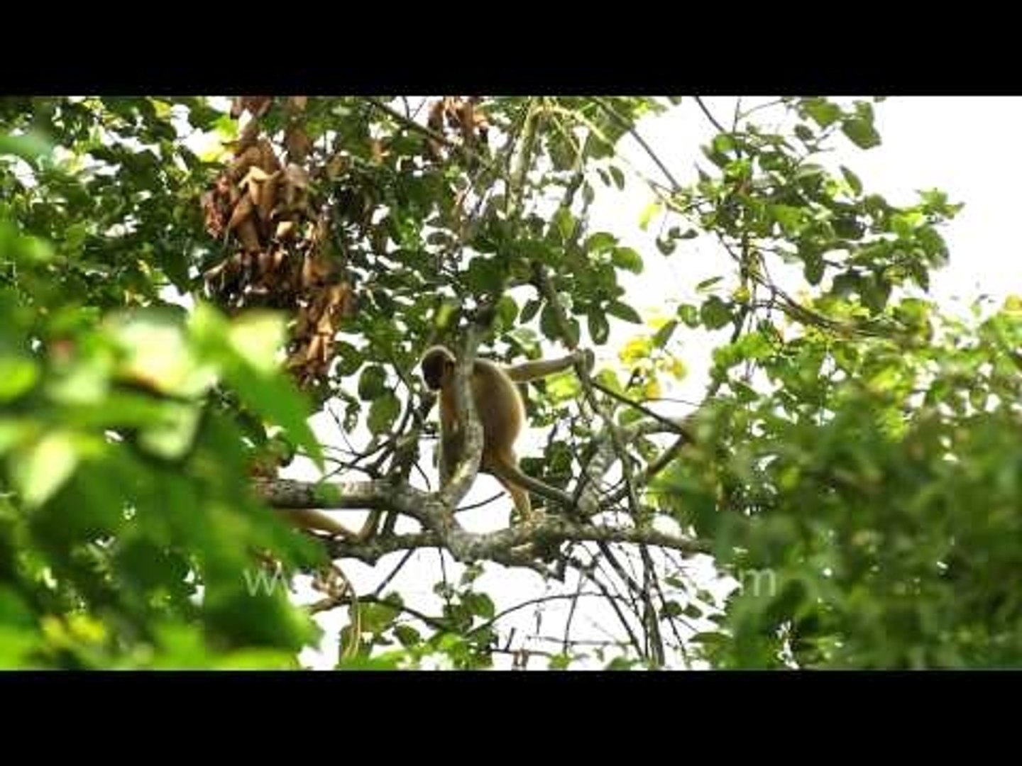 ⁣Endangered Golden Langur, Assam
