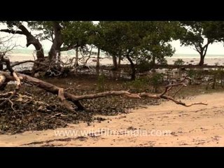 The rough country of Timor