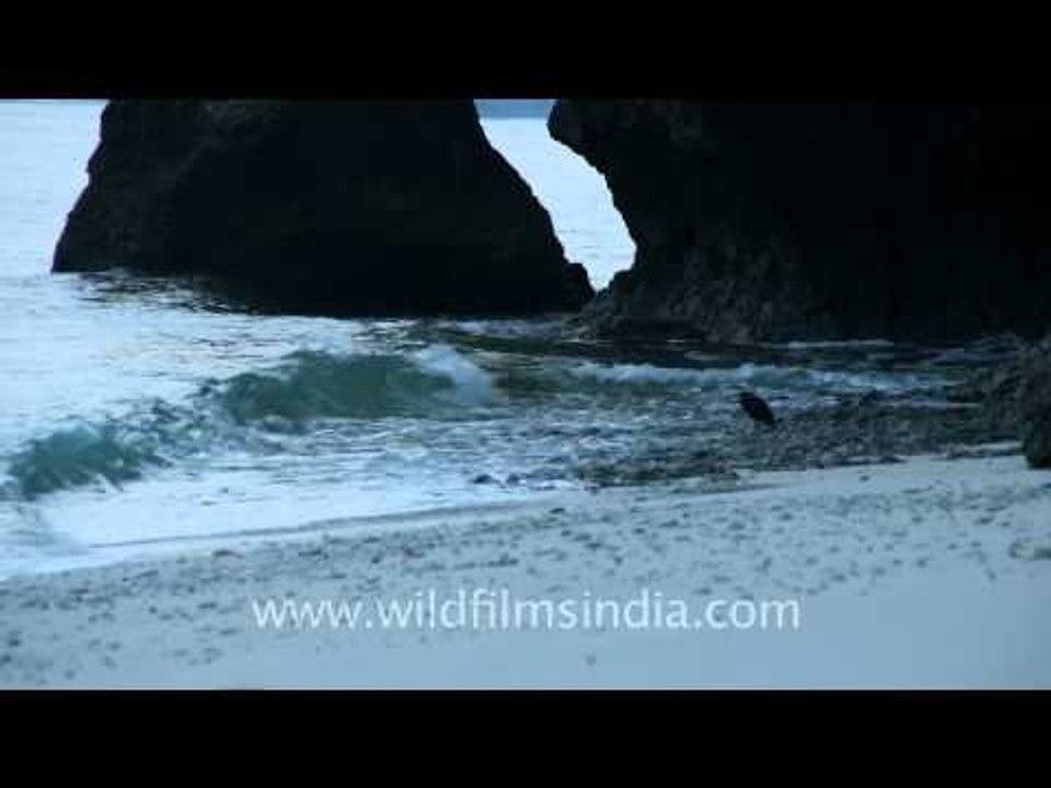 Reef Heron on Timor beach, Indonesia