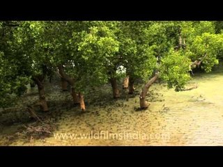 Waterbodies of Timor