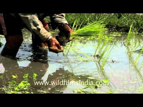 Rice fields in Bali, Indonesia