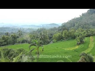 Rice terraces of Indonesia