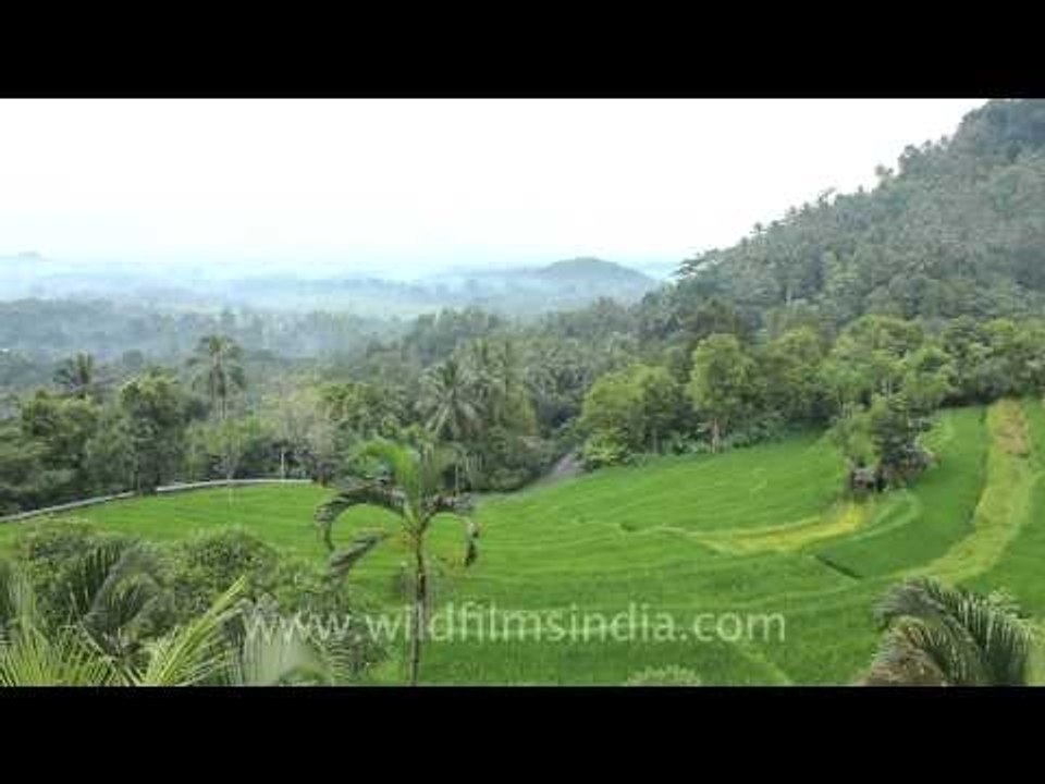 Rice terraces of Indonesia