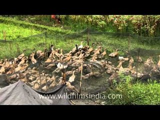 Ducks waddling through rice fields, Bali