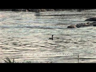 Diving Duck in the Godaveri