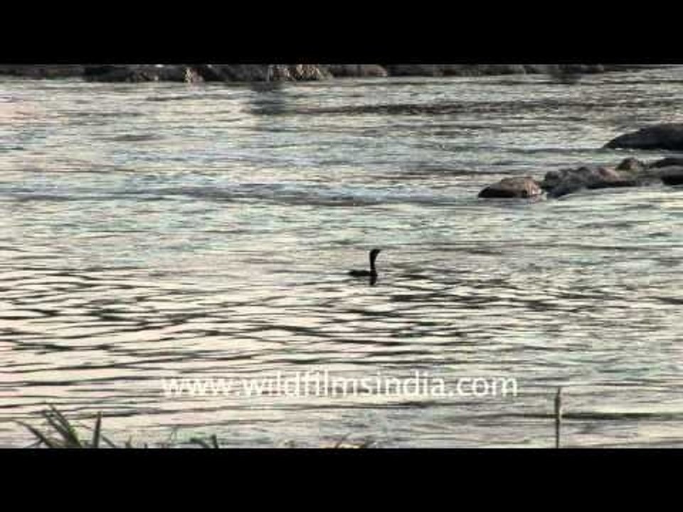 Diving Duck in the Godaveri