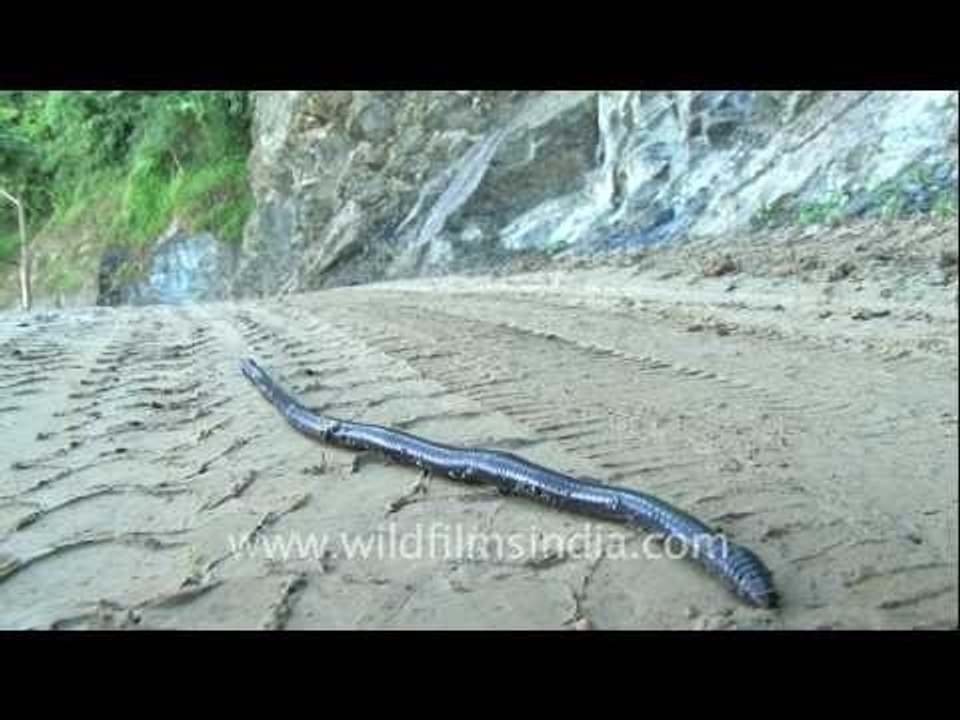 Earthworm following tyre track