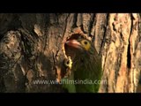 Asian Large Green Barbet at its nest-hole