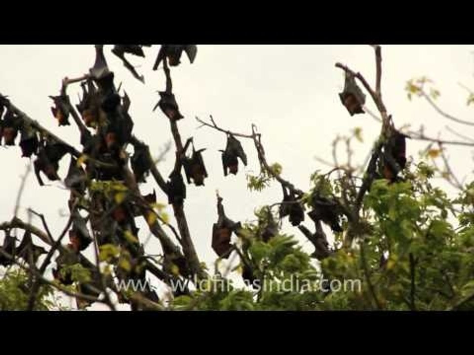 Bats - Just hanging out!