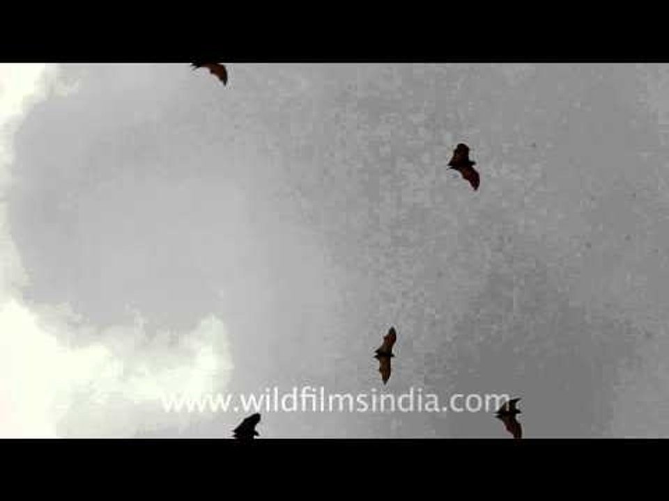 What do bats do in their free time?