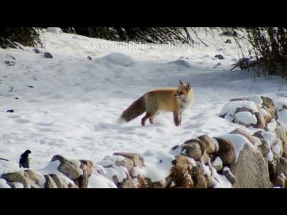 WILD India