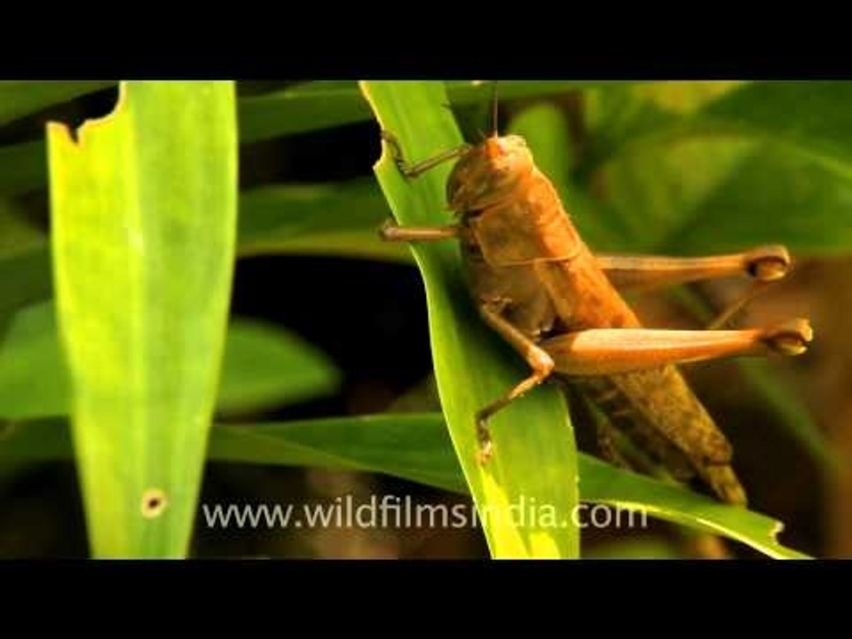 Grasshopper in Indonesia