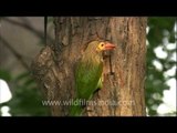 Large Green Barbet at its nest-hole!