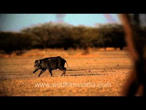 Wild boar running at Velavadar Blackbuck National Park