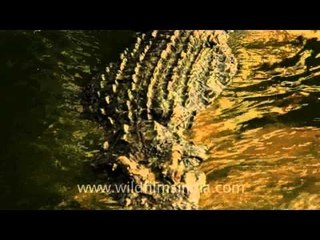 Water monitor and Crocodile - large reptiles!