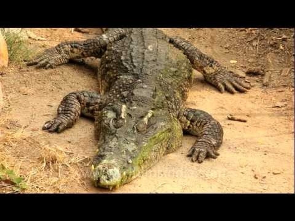 Croc in the pool...