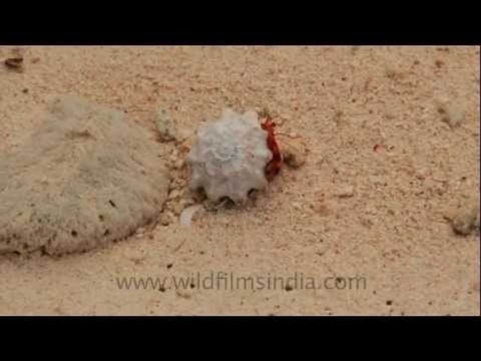 Walking sea-shells!