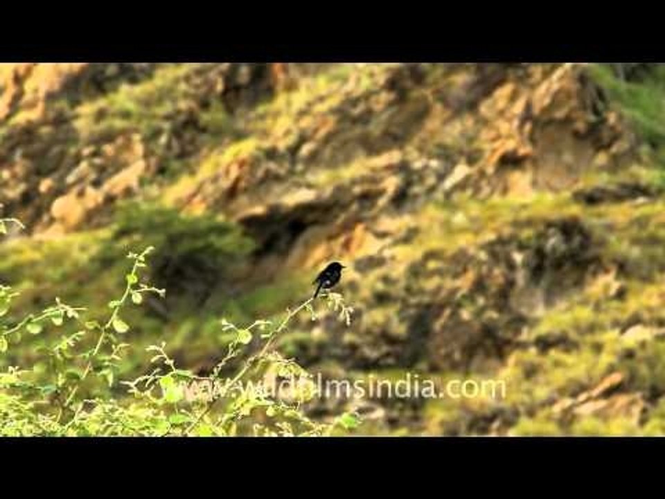 Tiny bird in Timor - a Bush Chat?