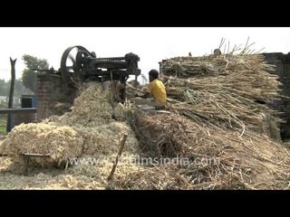 Jaggery making in India