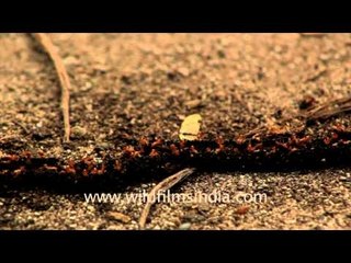 Various insects, Timor