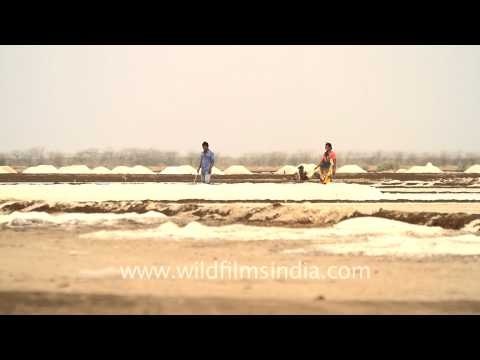 Salt Making, Rann of Kutch