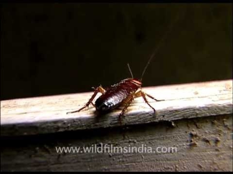 Cockroach ahoy!