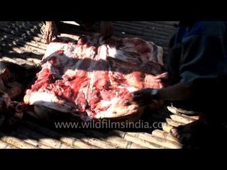 Tearing a pig apart.