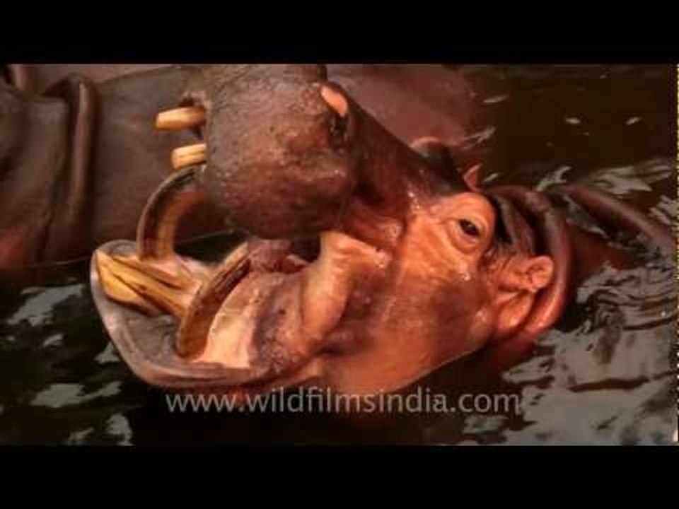 Trio of hippos!