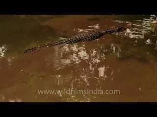 Crocodile surfaces in Thailand