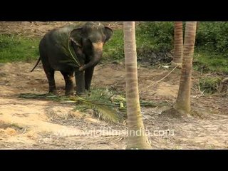 The largest land mammal - Elephant!