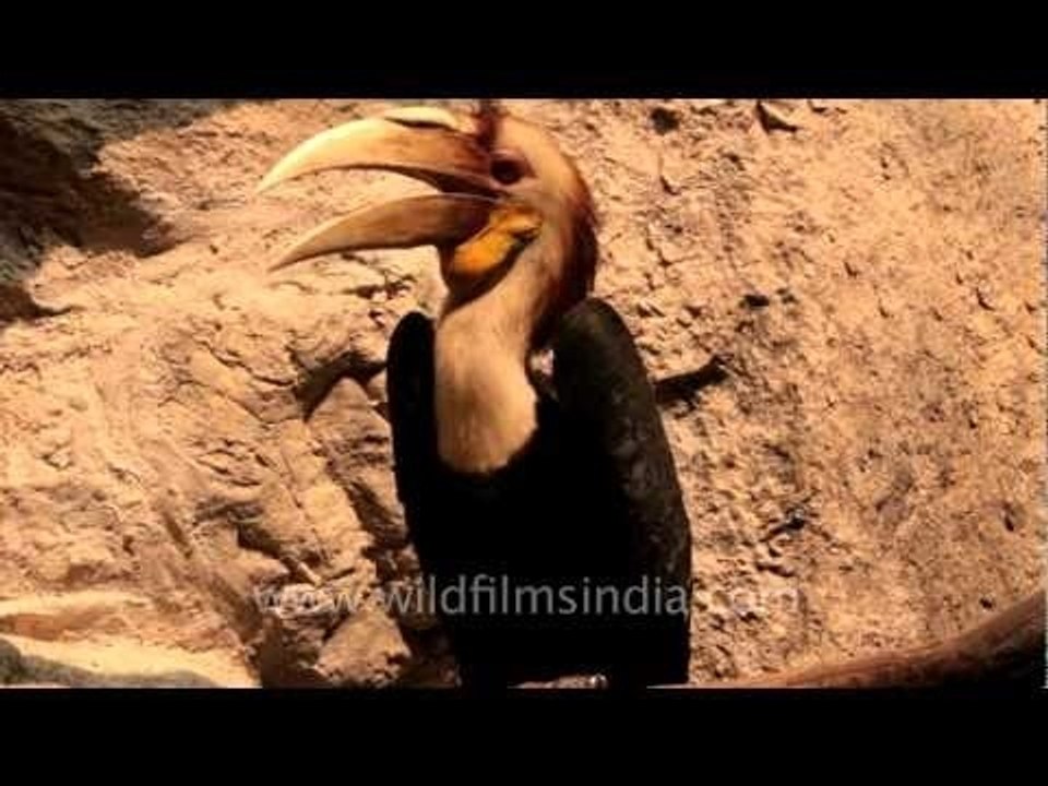 The Great Hornbill