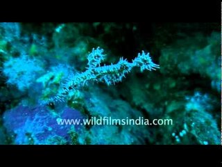 Is it a Ghost or a fish?