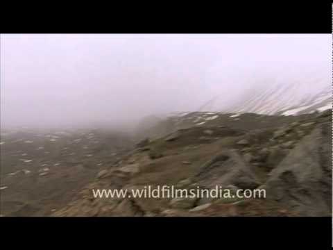 Gangotri glacial moraine from above...