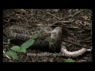 Python swallows rat whole!