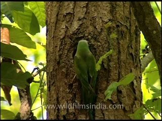 Red-breasted Parakeet feeding its offspring