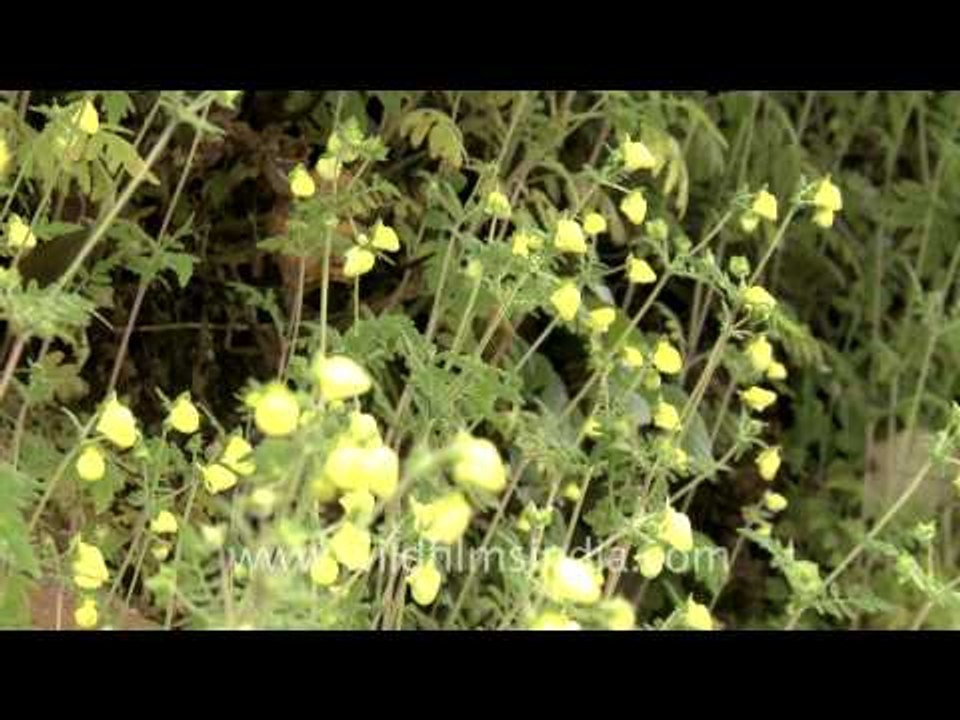 Flowers in Landour