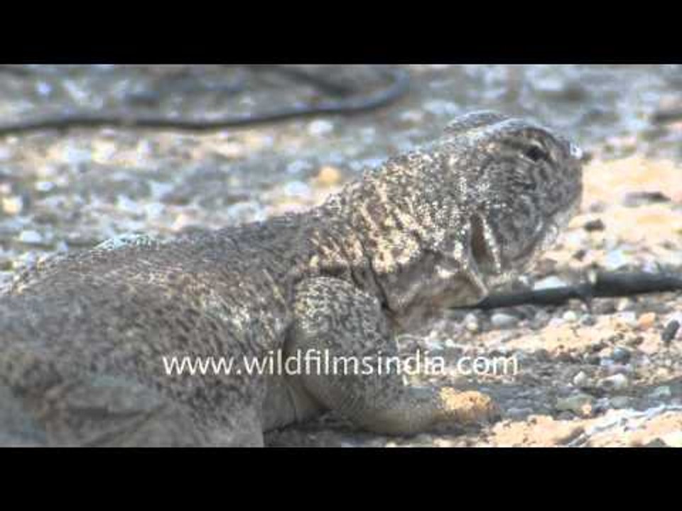 Indian-spiny tailed lizard
