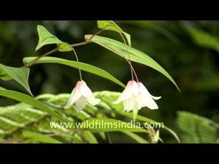 Beautiful orchids of Sikkim