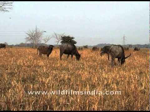 Herd of wild buffalos grazing in a field of Assam