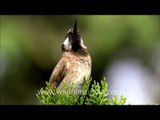 White-cheeked Bulbul ( Pycnonotus leucogenys )