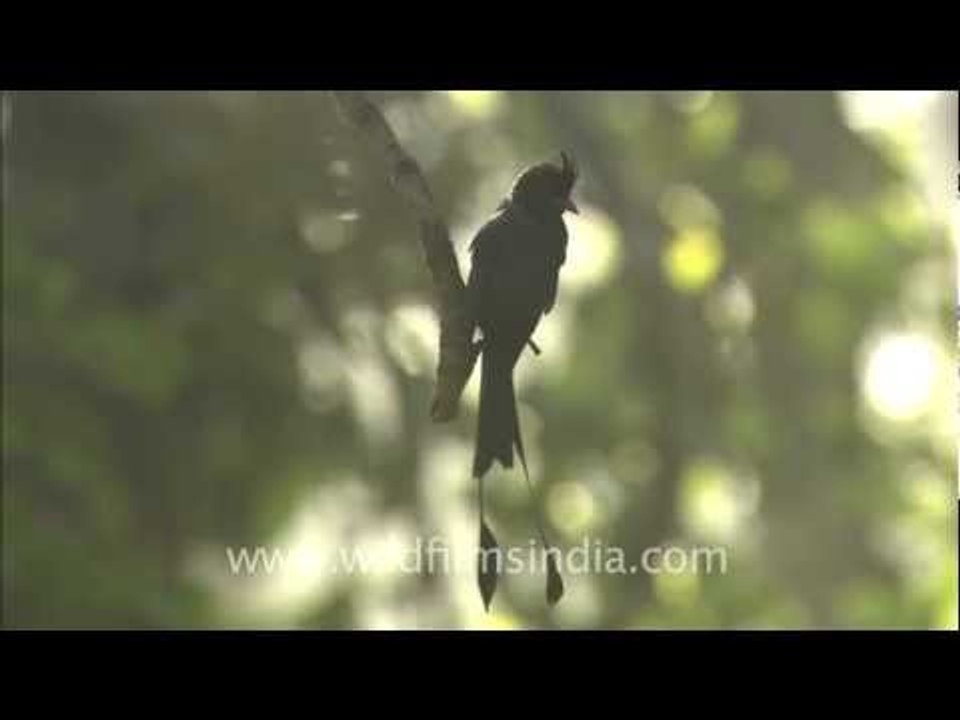 Racket tailed Drongo in Bandhavgarh