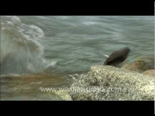 Brown Dipper feeding under water