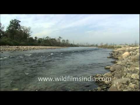 Kosi River, Corbett National Park