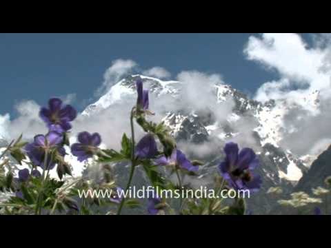 Geranium wallichianum with Rataban peak!